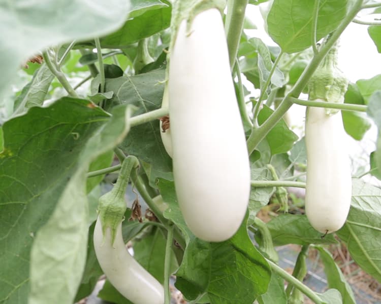 Aubergine blanche