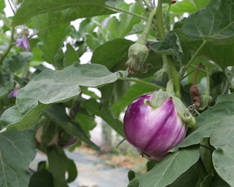 Aubergine violette