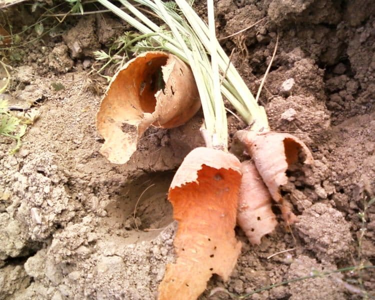 Carottes de la ferme