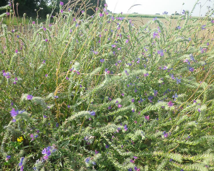 Sur la ferme