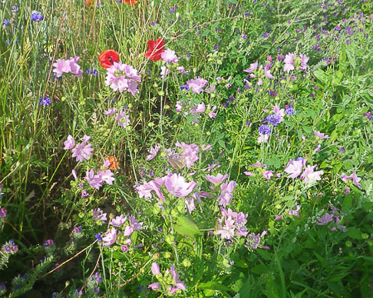 Fleurs d'agrément sur la ferme