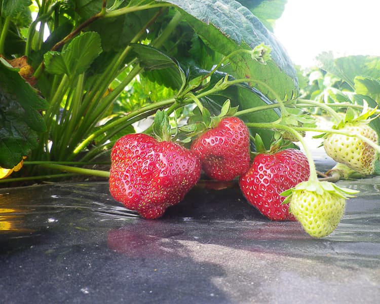 Récolte de fraises