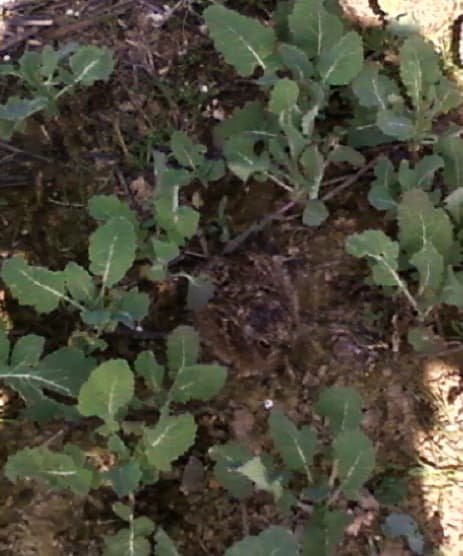 Levraut dans le colza