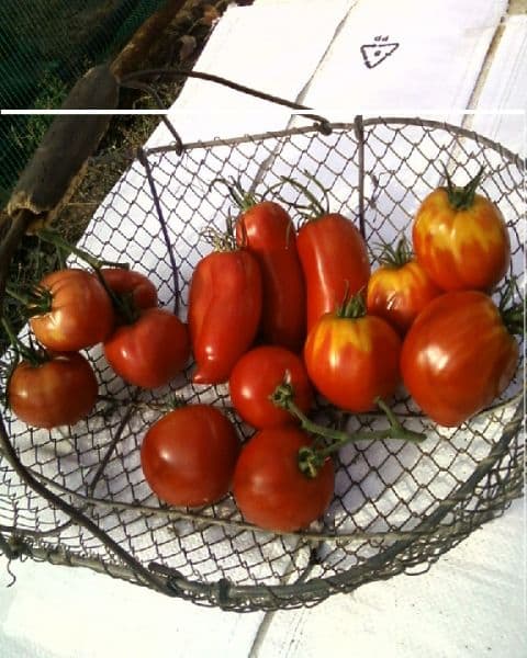 Panier de tomates de saison