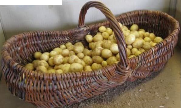 Pommes de terre grenaille