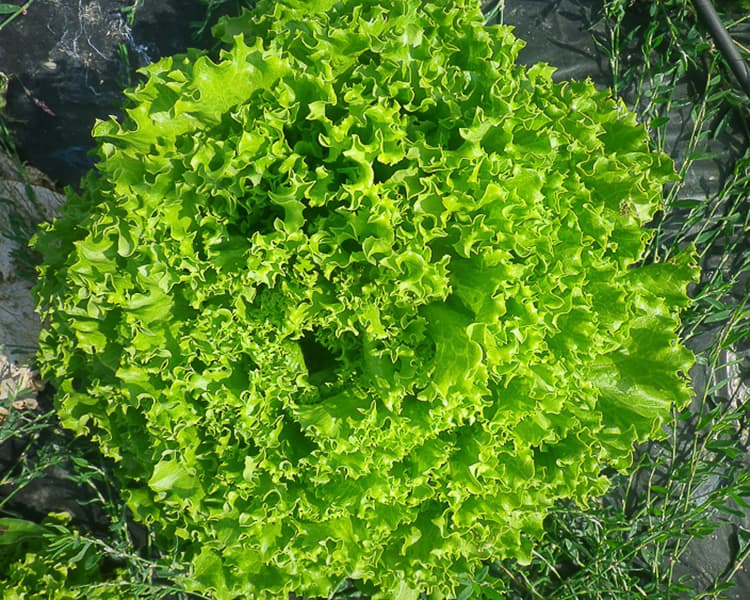 Une belle salade de la ferme