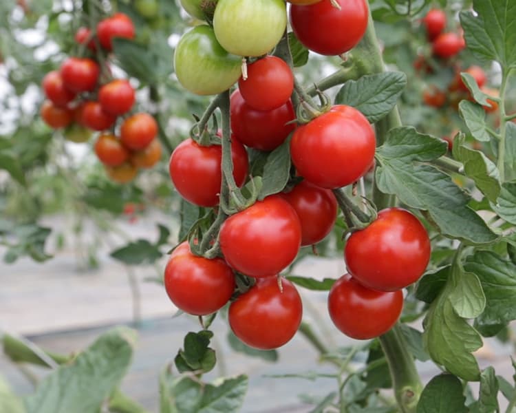 Tomates cerises