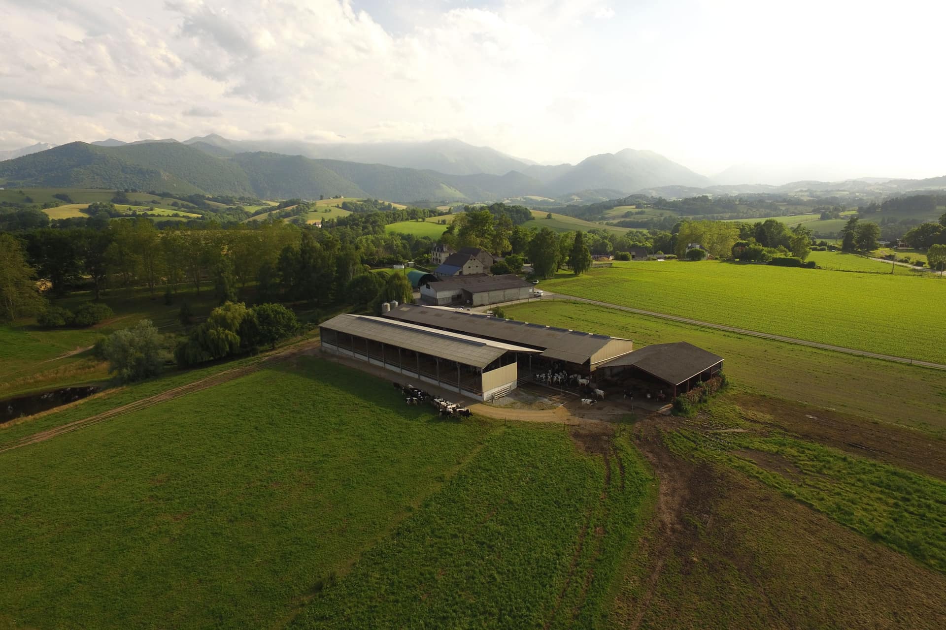 Vaches à l’étable